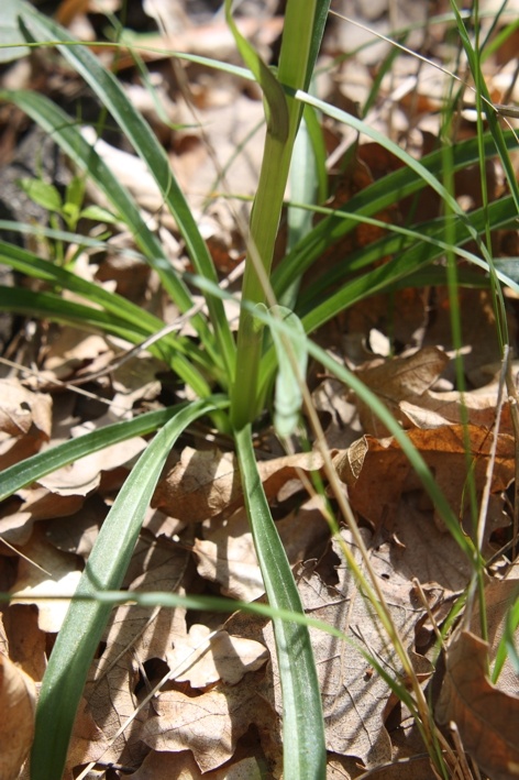 Orchis morio  x O. papilionacea (Orchis x gennarii) ...e...